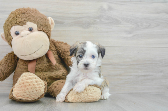 Havanese Puppy for Adoption