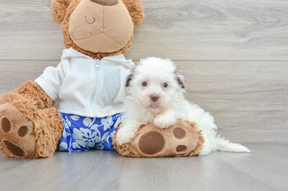 9 week old Havanese Puppy For Sale - Puppy Love PR