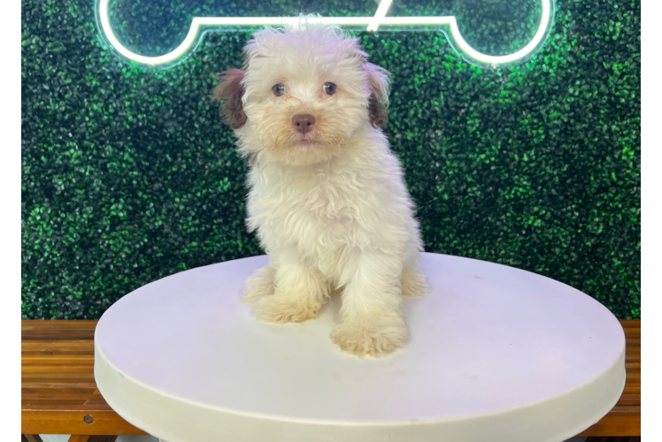 Cute Havanese Purebred Pup