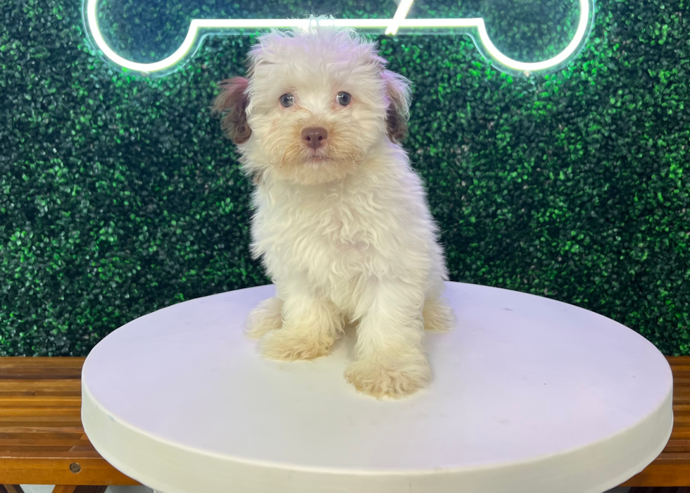 Cute Havanese Purebred Pup