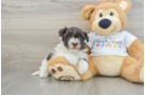 Havanese Puppy for Adoption