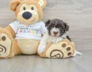 7 week old Havanese Puppy For Sale - Puppy Love PR