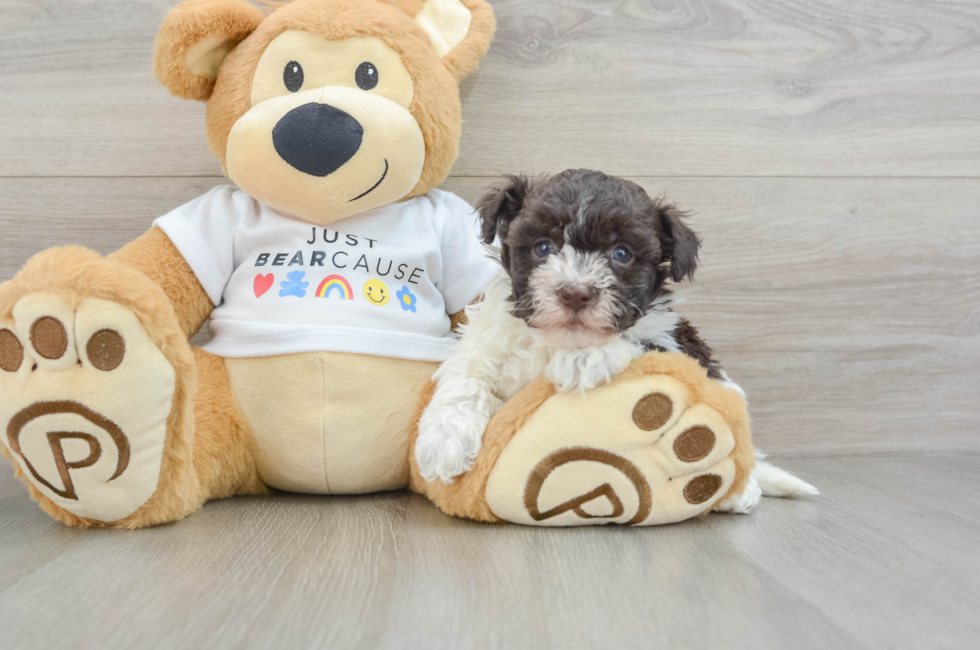 7 week old Havanese Puppy For Sale - Puppy Love PR