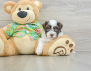 7 week old Havanese Puppy For Sale - Puppy Love PR