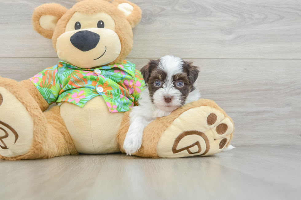 6 week old Havanese Puppy For Sale - Puppy Love PR