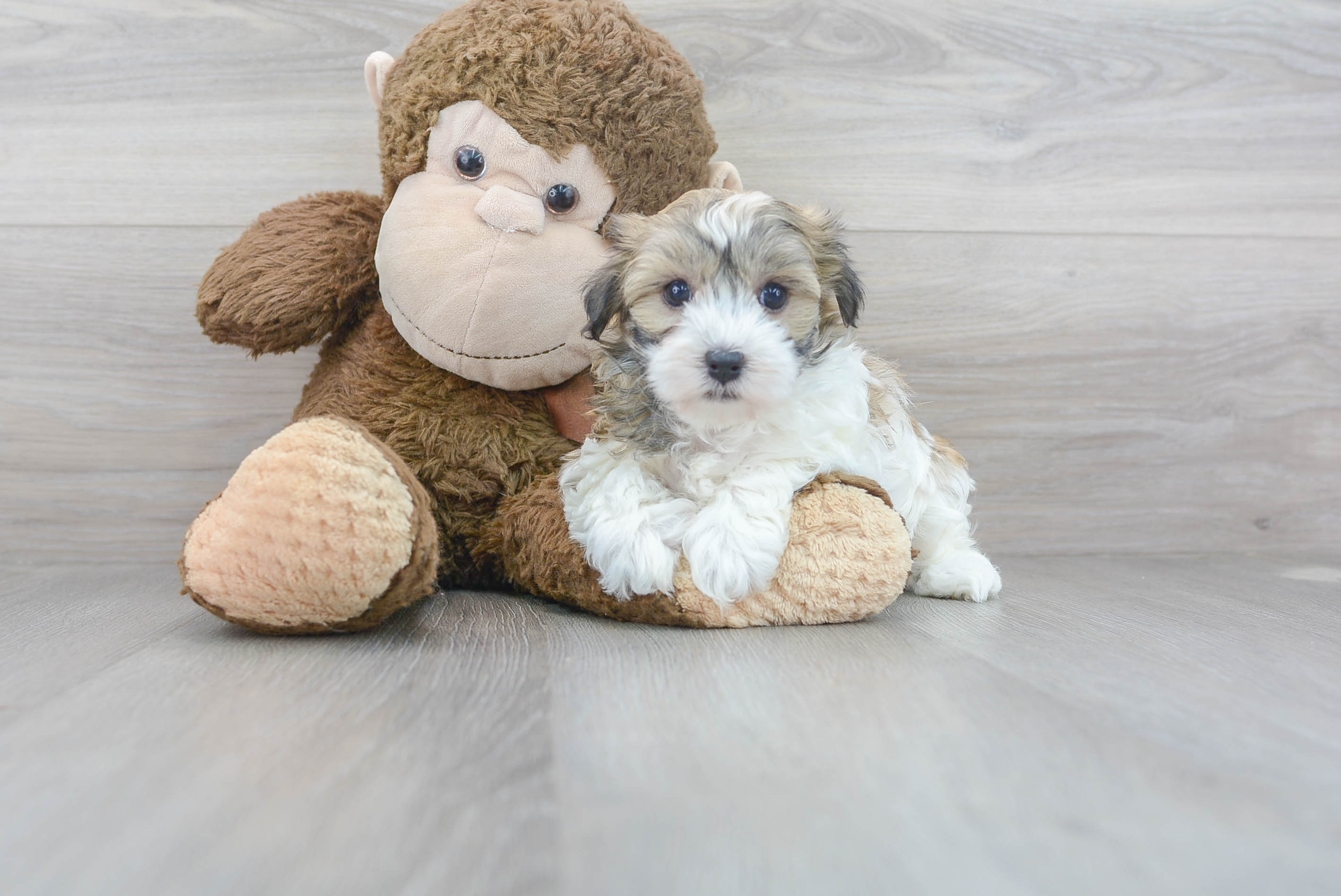 Havanese Pup Being Cute
