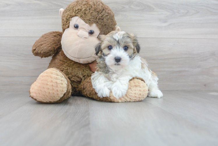 Meet Fernando - our Havanese Puppy Photo 1/3 - Puppy Love PR Havanese Pup Being Cute