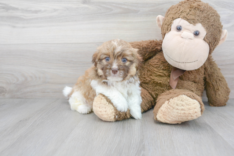 Cute Havanese Purebred Pup