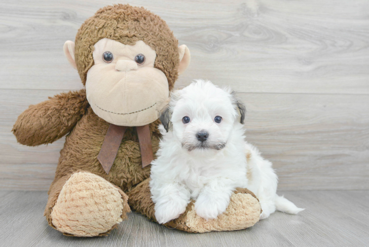 Friendly Havanese Baby