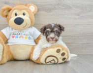 7 week old Havanese Puppy For Sale - Puppy Love PR