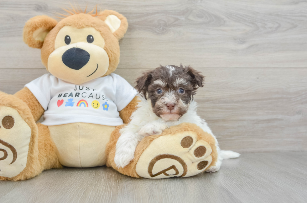 7 week old Havanese Puppy For Sale - Puppy Love PR