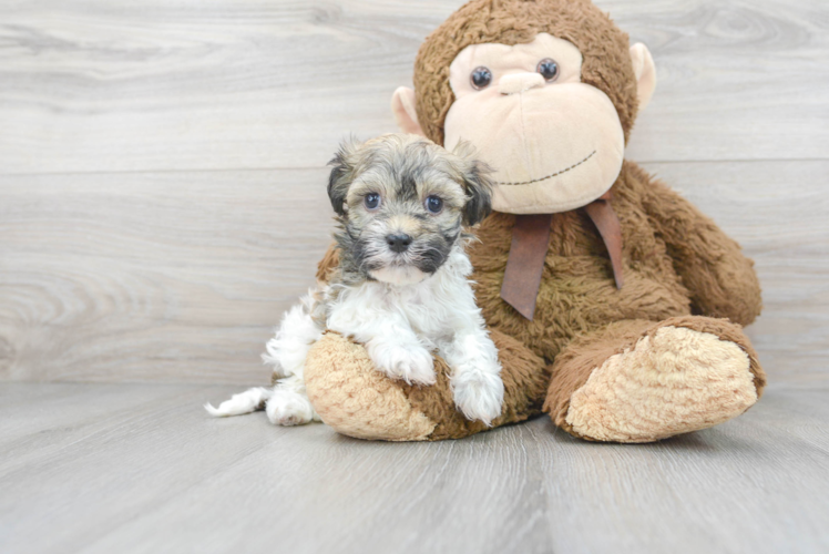 Meet Ferris - our Havanese Puppy Photo 1/3 - Puppy Love PR Best Havanese Baby