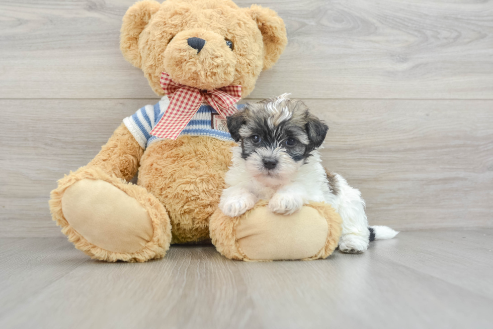 Havanese Pup Being Cute