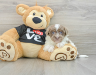 9 week old Havanese Puppy For Sale - Puppy Love PR