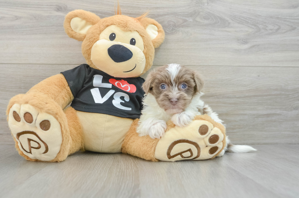 7 week old Havanese Puppy For Sale - Puppy Love PR