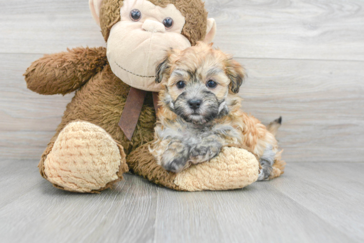 Meet Fiesta - our Havanese Puppy Photo 1/3 - Puppy Love PR Popular Havanese Baby