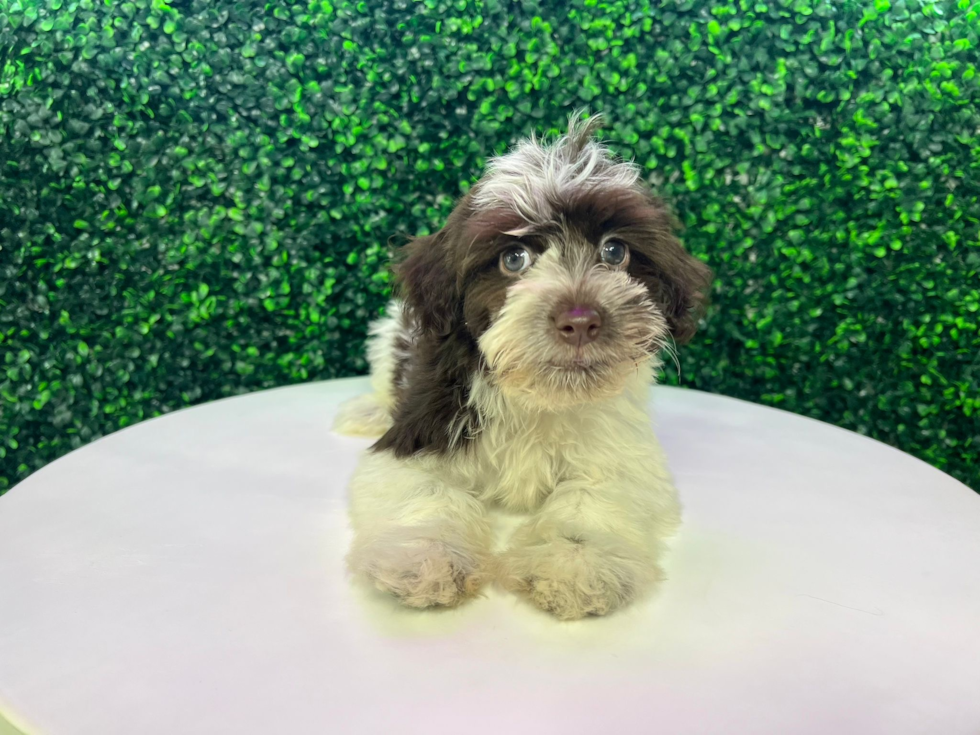 Havanese Puppy for Adoption