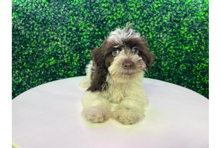 Meet Gamora - our Havanese Puppy Photo 1/4 - Puppy Love PR Havanese Puppy for Adoption