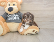 6 week old Havanese Puppy For Sale - Puppy Love PR