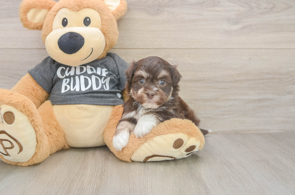 5 week old Havanese Puppy For Sale - Puppy Love PR
