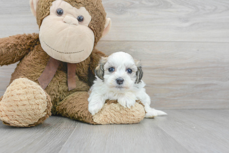 Havanese Pup Being Cute