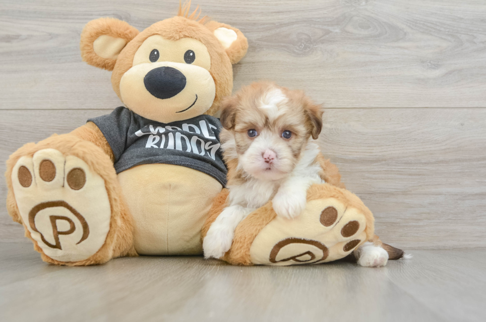 5 week old Havanese Puppy For Sale - Puppy Love PR