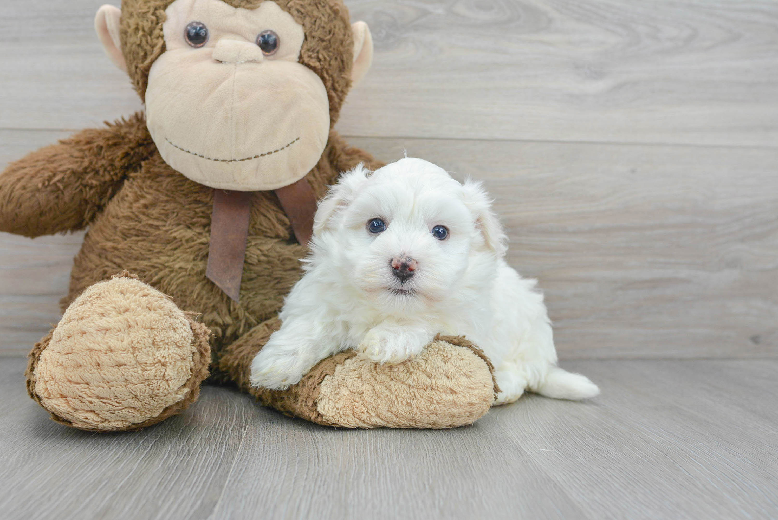 Havanese Puppy for Adoption