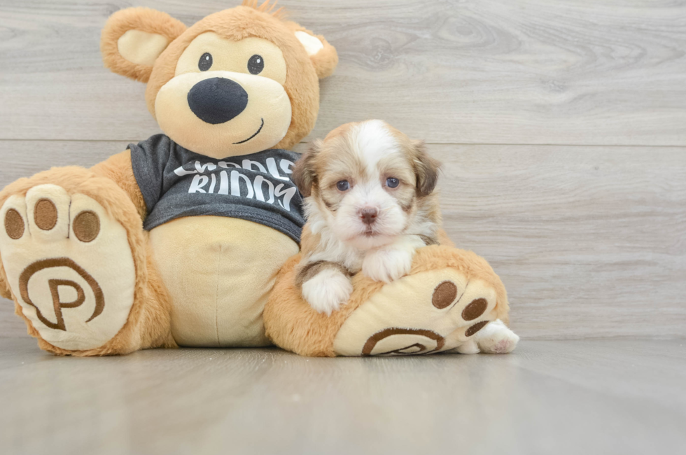 5 week old Havanese Puppy For Sale - Puppy Love PR