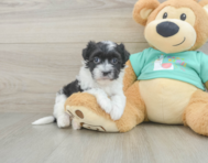 8 week old Havanese Puppy For Sale - Puppy Love PR