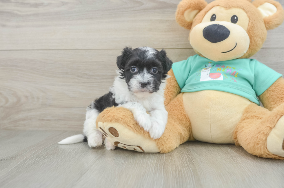 5 week old Havanese Puppy For Sale - Puppy Love PR