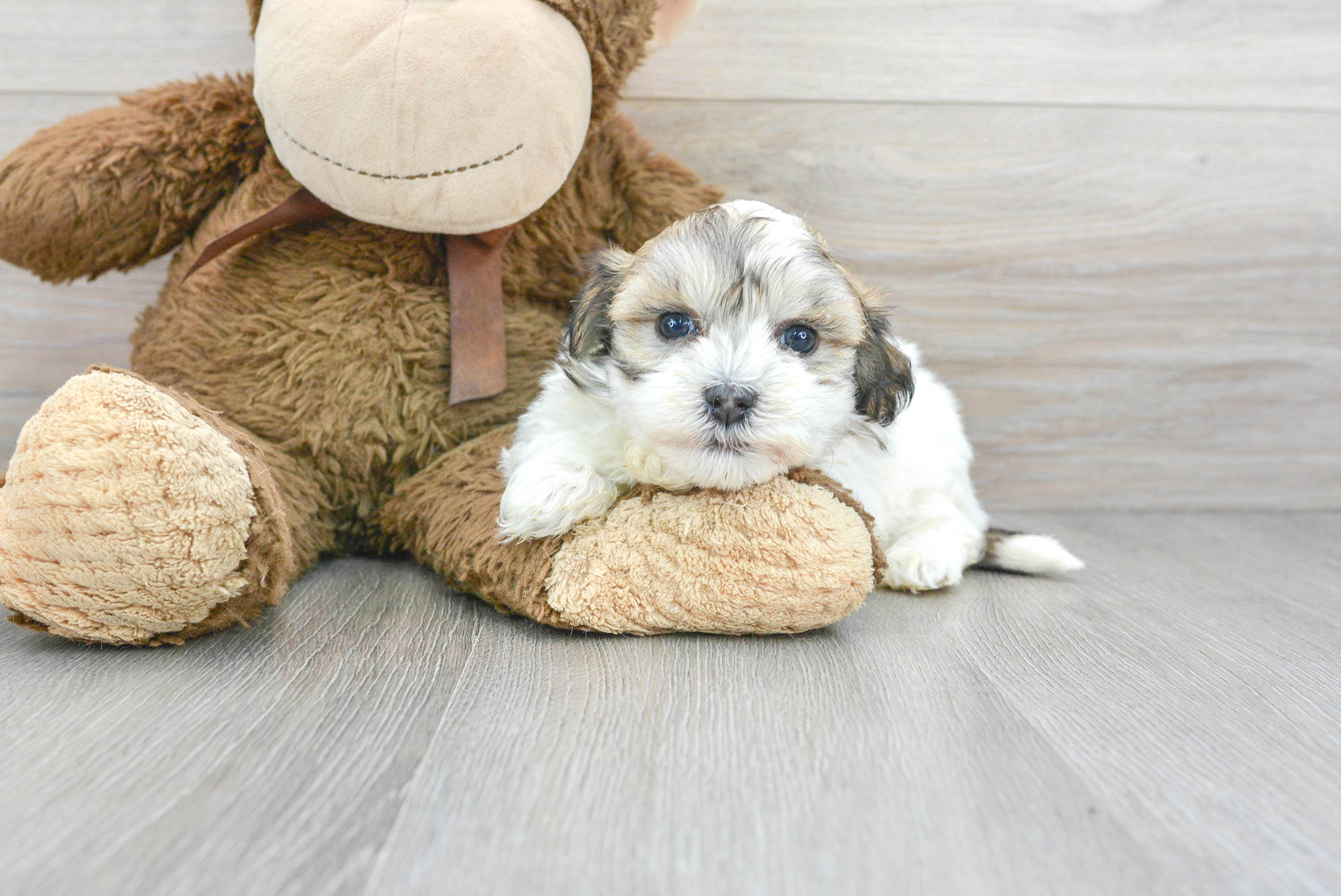 Havanese Puppy for Adoption