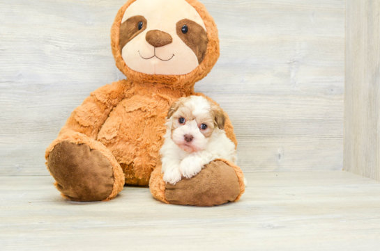 Small Havanese Baby