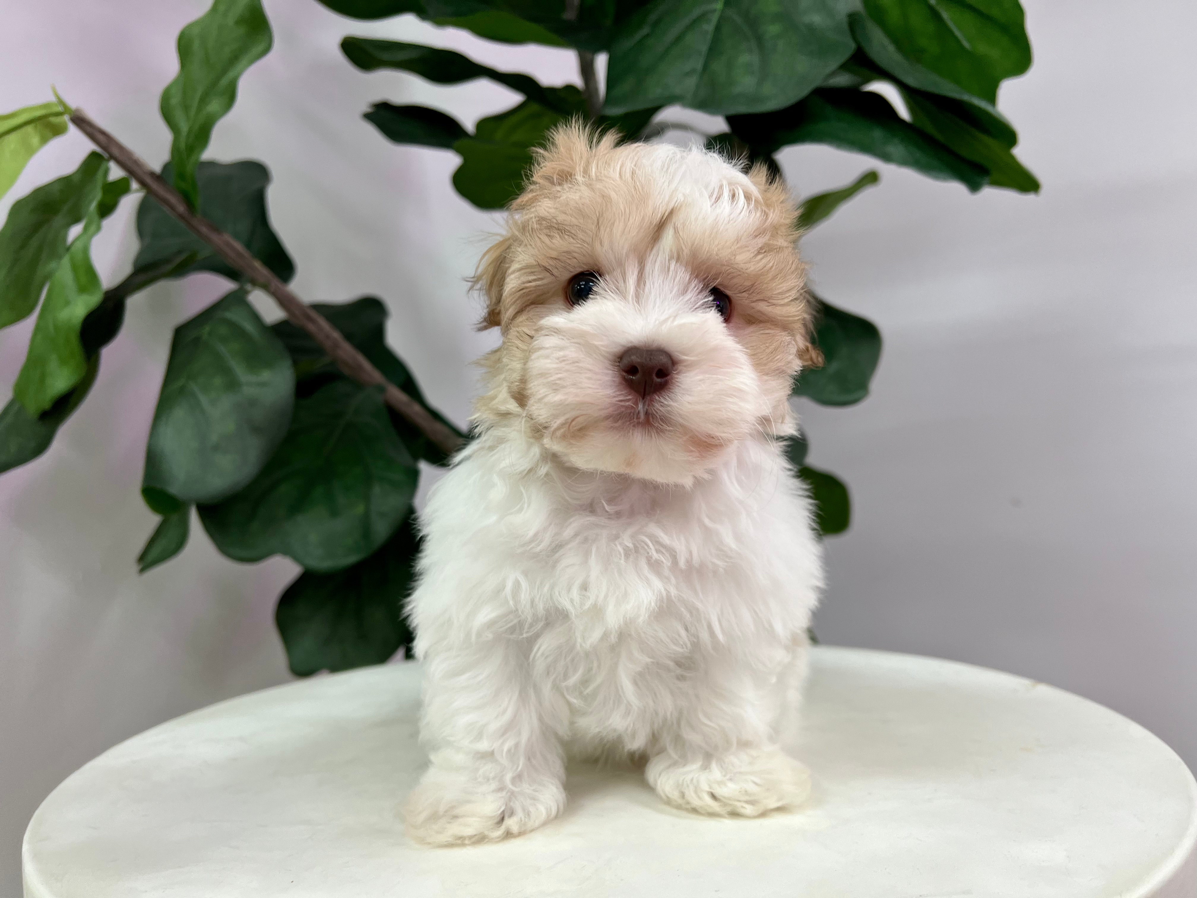 Cute Havanese Purebred Puppy
