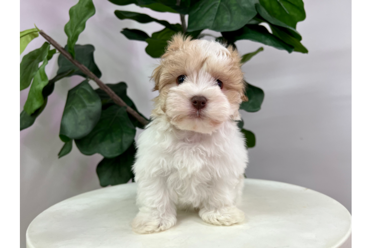 Meet Glenn - our Havanese Puppy Photo 1/3 - Puppy Love PR Cute Havanese Purebred Puppy