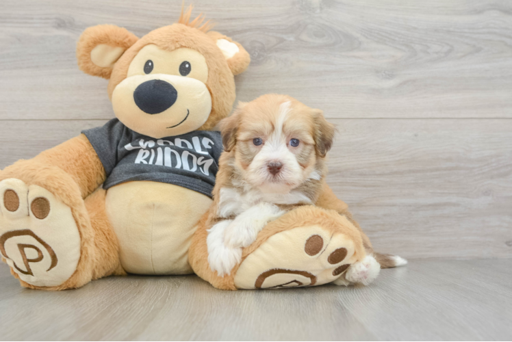 Adorable Bichon Havanes Purebred Puppy