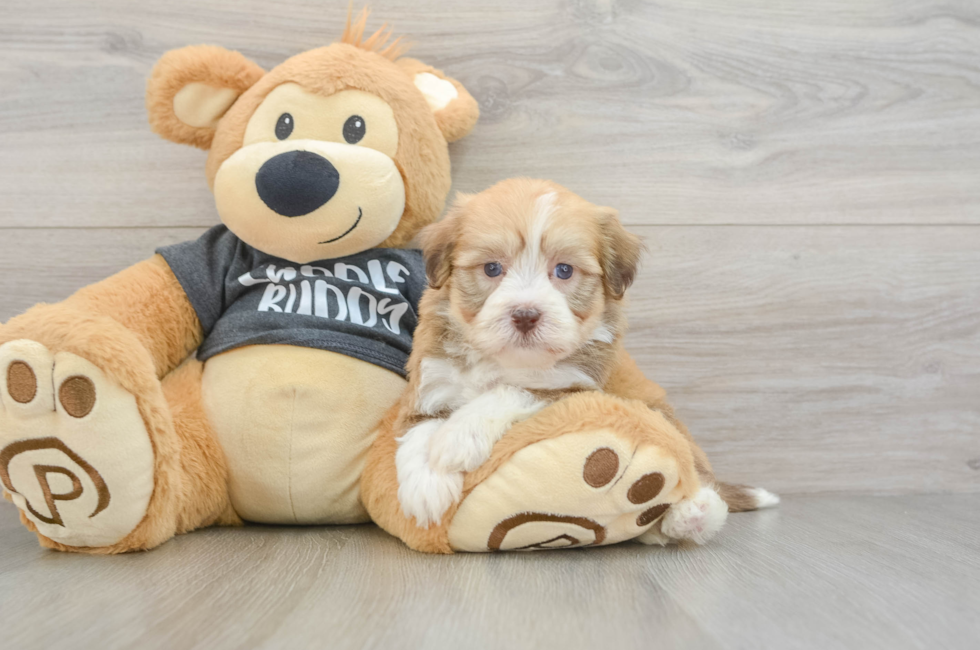 5 week old Havanese Puppy For Sale - Puppy Love PR