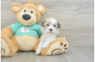 Havanese Puppy for Adoption