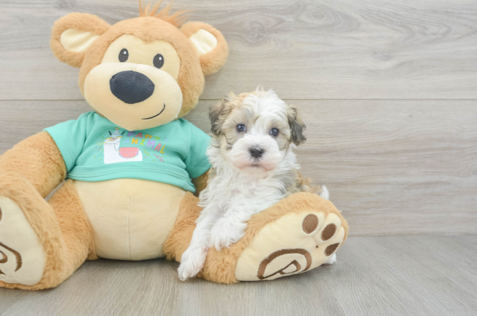5 week old Havanese Puppy For Sale - Puppy Love PR