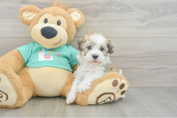 Meet Glenn - our Havanese Puppy Photo 1/3 - Puppy Love PR Havanese Puppy for Adoption