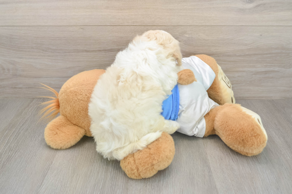 Havanese Puppy for Adoption