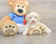 6 week old Havanese Puppy For Sale - Puppy Love PR