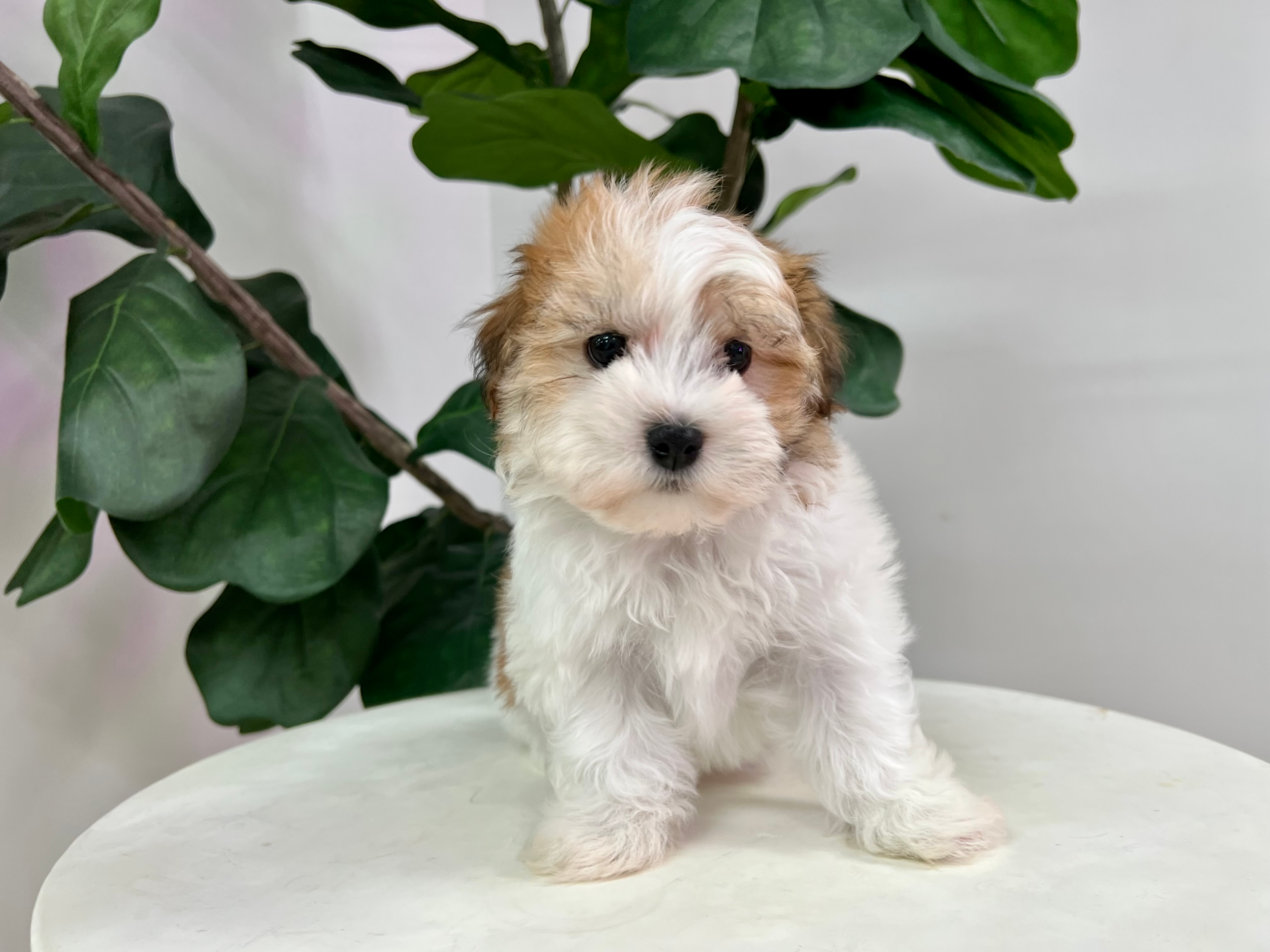 Best Havanese Baby