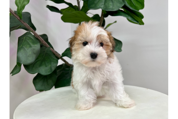 Meet Gloria - our Havanese Puppy Photo 1/3 - Puppy Love PR Best Havanese Baby