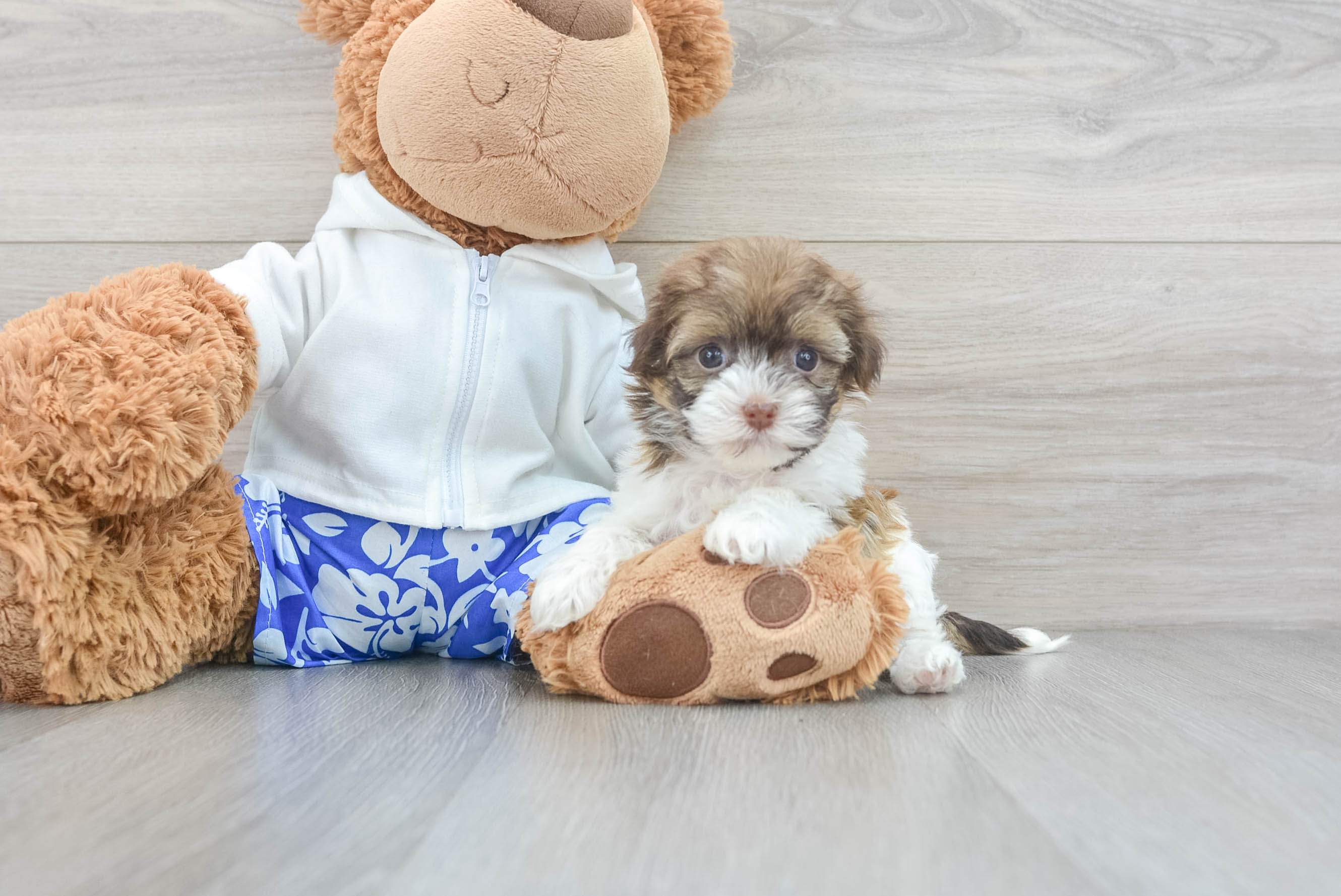 Havanese Puppy for Adoption