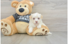 Havanese Puppy for Adoption