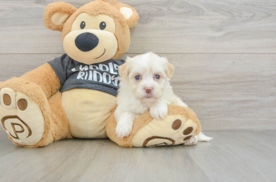 Havanese Puppy for Adoption