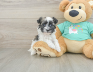 8 week old Havanese Puppy For Sale - Puppy Love PR