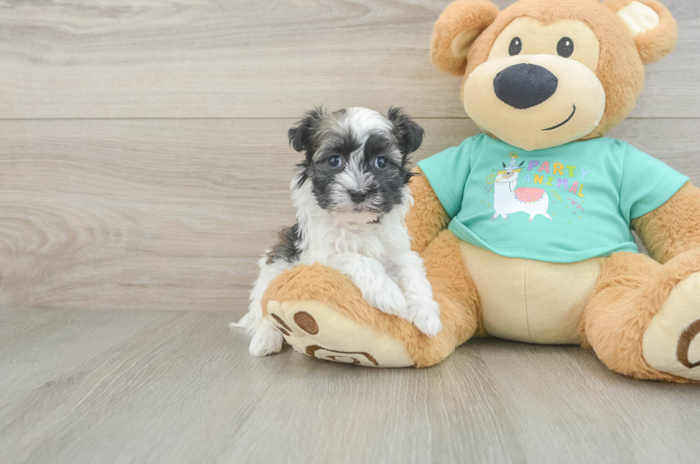 5 week old Havanese Puppy For Sale - Puppy Love PR