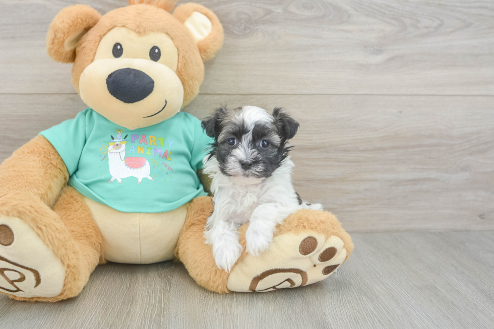 Best Havanese Baby