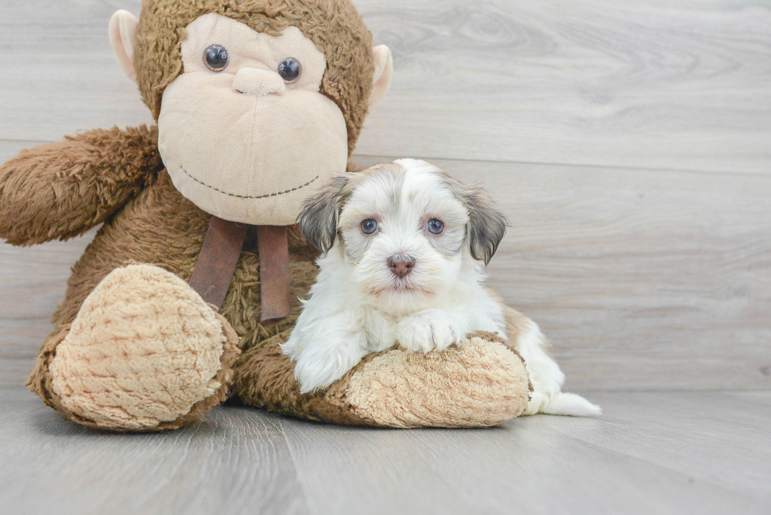 Best Havanese Baby